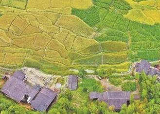 喜迎丰收佳节 泉州硕果见证 农业农村经济发展稳中向好